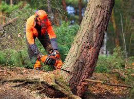 Reliable West Ocean City, MD Tree Services Solutions