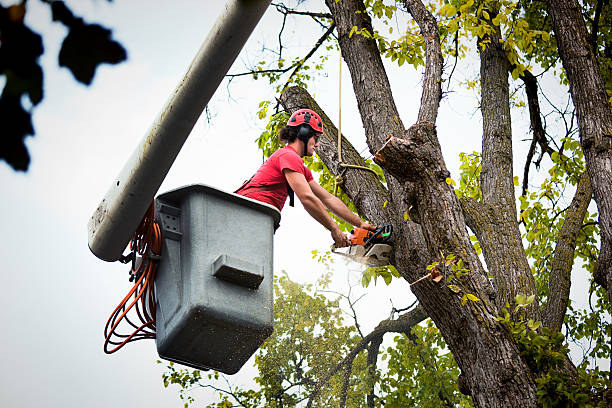 How Our Tree Care Process Works  in  West Ocean City, MD